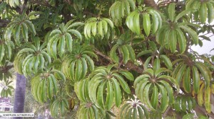 Schefflera actinophylla - foliage